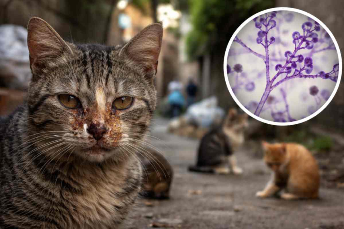 Negli ultimi mesi, nei dipartimenti di Maldonado e Rocha, sulla costa sud-orientale dell’Uruguay, sono stati registrati casi di infezione