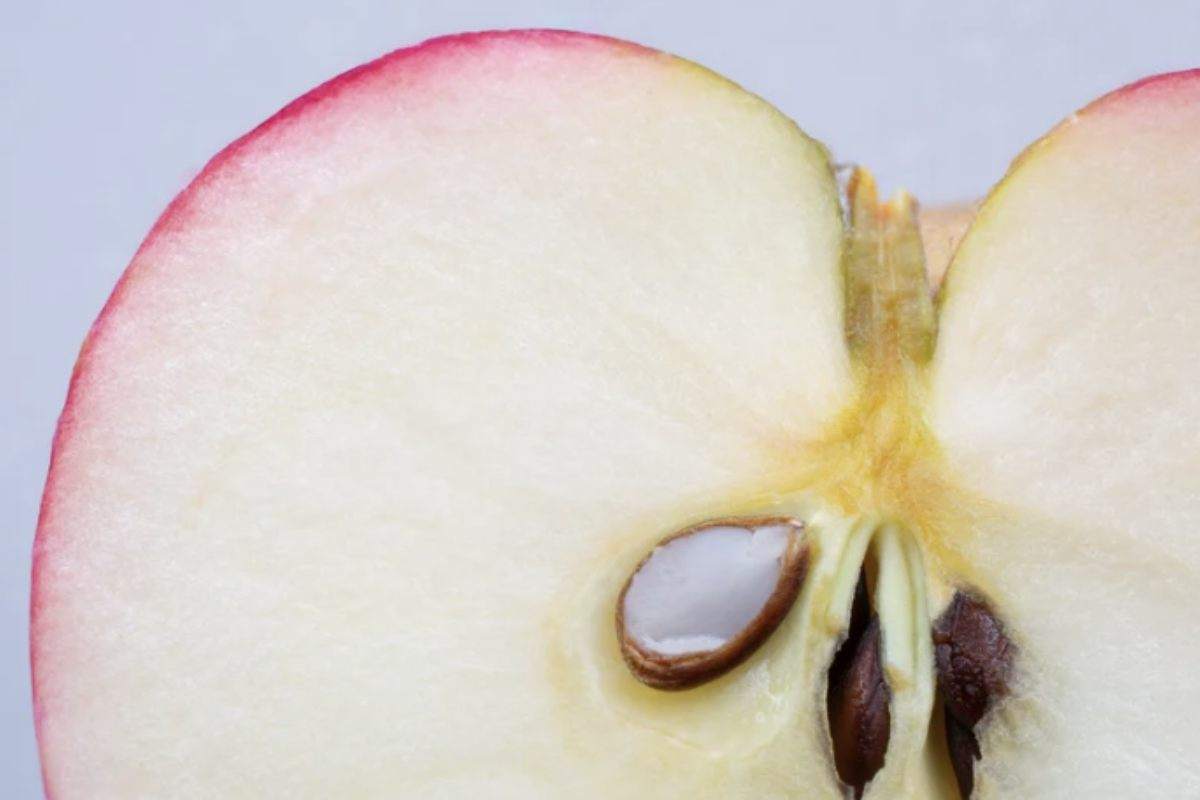 Il confronto con gli alimenti per l’infanzia rende il quadro ancora più chiaro. Le norme europee fissano per i prodotti destinati